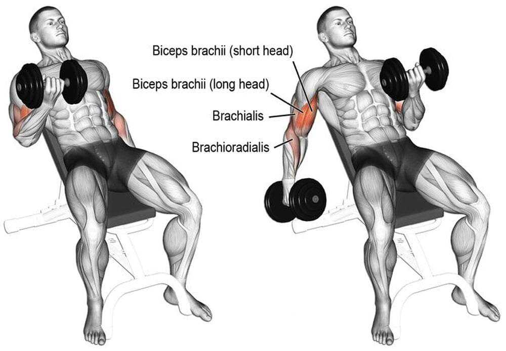 Тренировка брахиалиса: анатомия, функциональные особенности, как тренировать брахиалис, кому и когда, система тренинга брахиалиса