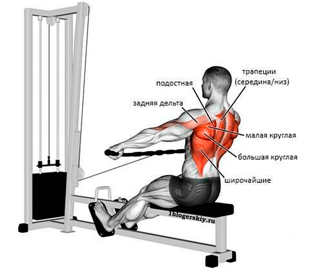 Тяга горизонтального блока к груди - какие мышцы задействованы в упражнении