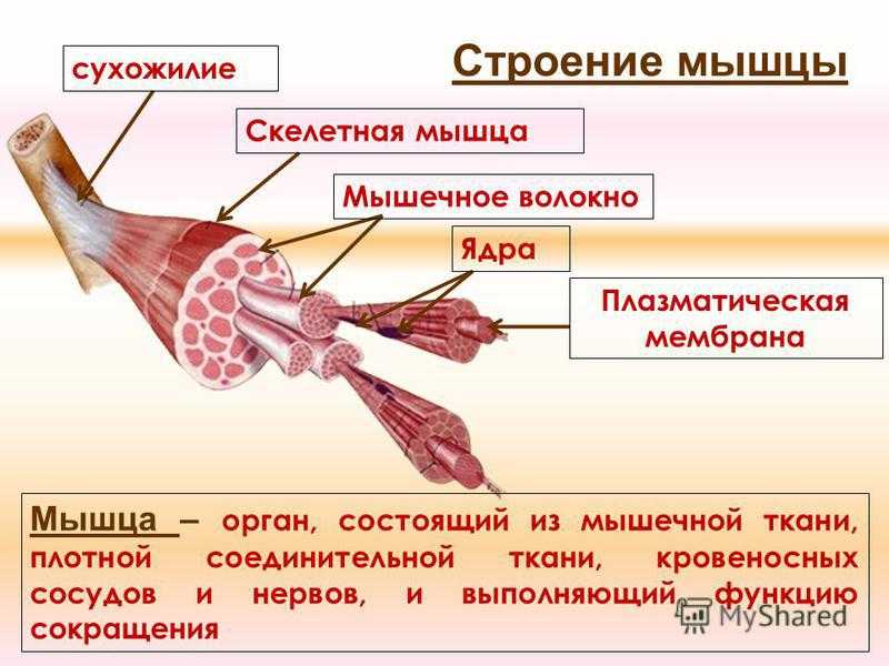 Основные типы и характеристики мышечных волокон