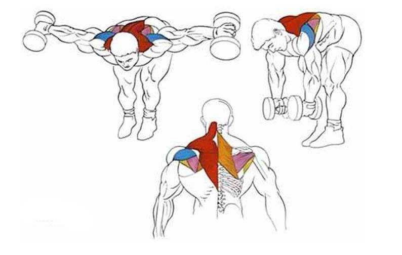 Тренировка плеч. программа для больших и круглых дельт