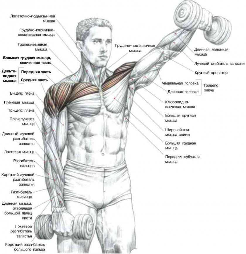 Как устроен плечевой сустав