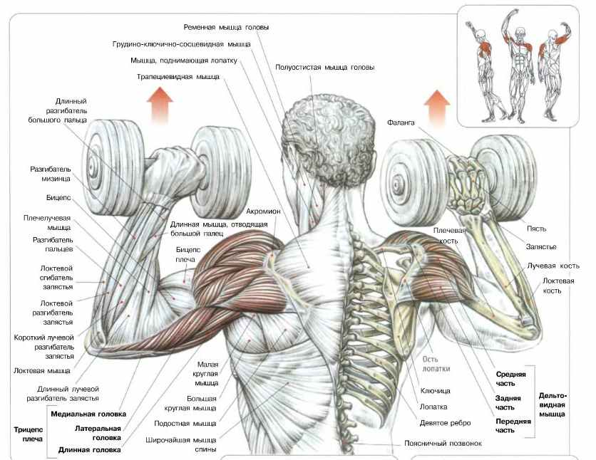 Дельтовидная мышца. подробное описание и способы накачки.