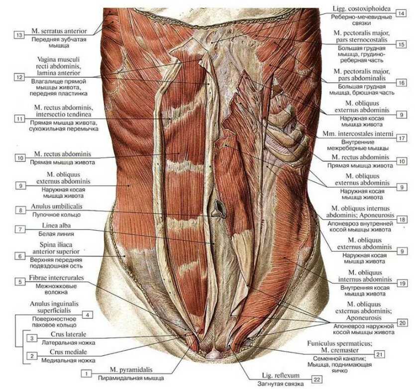 Мышцы живота: анатомия, функции и строение брюшных мышц пресса