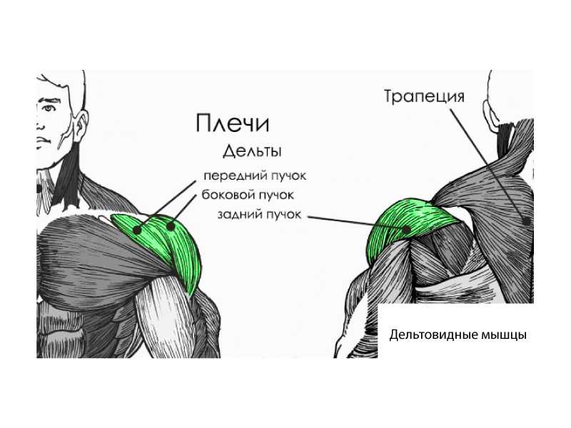 Как накачать дельтовидные мышцы. анатомия плеч