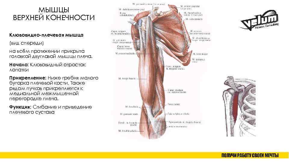 Клювовидно-плечевая мышца: анатомия, какую функцию выполняет, иннервация
