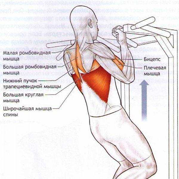 Какие группы мышц работают при подтягивании