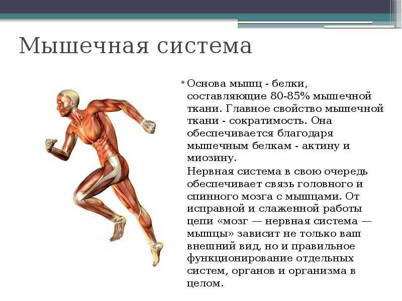 Главная функция мышцы. Опорно двигательная система мышцы. Мышцы человека кратко. Мышцы опорно двигательного аппарата. Строение опорно-двигательной системы человека (мышечная система)..