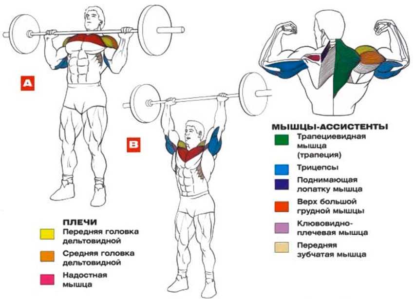 Какие мышцы работают в трастерах Техника трастеров со штангой Распространенные ошибки Рекомендации: как правильно делать трастеры, и с какими упражнениями сочетать