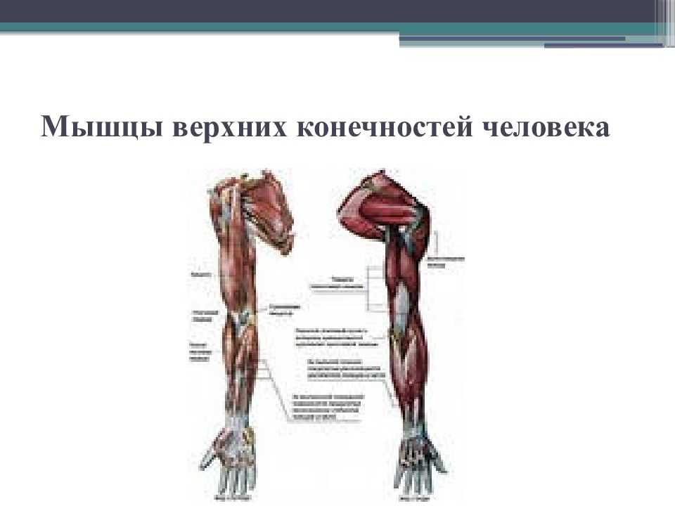 Кости и суставы. строение суставов - медицинский центр «эхинацея»