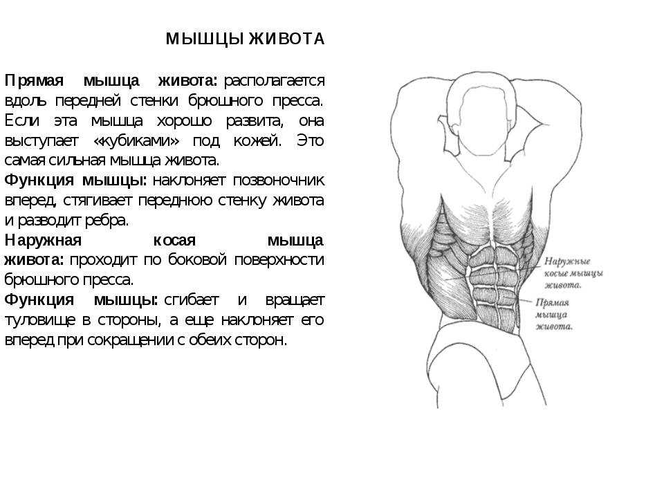 Прямая мышца где. Функции мышцы живота образующие брюшной пресс. Мышцы формирующие переднюю стенку живота. Мышцы средней брюшной стенки. Брюшная мышца живота функция.