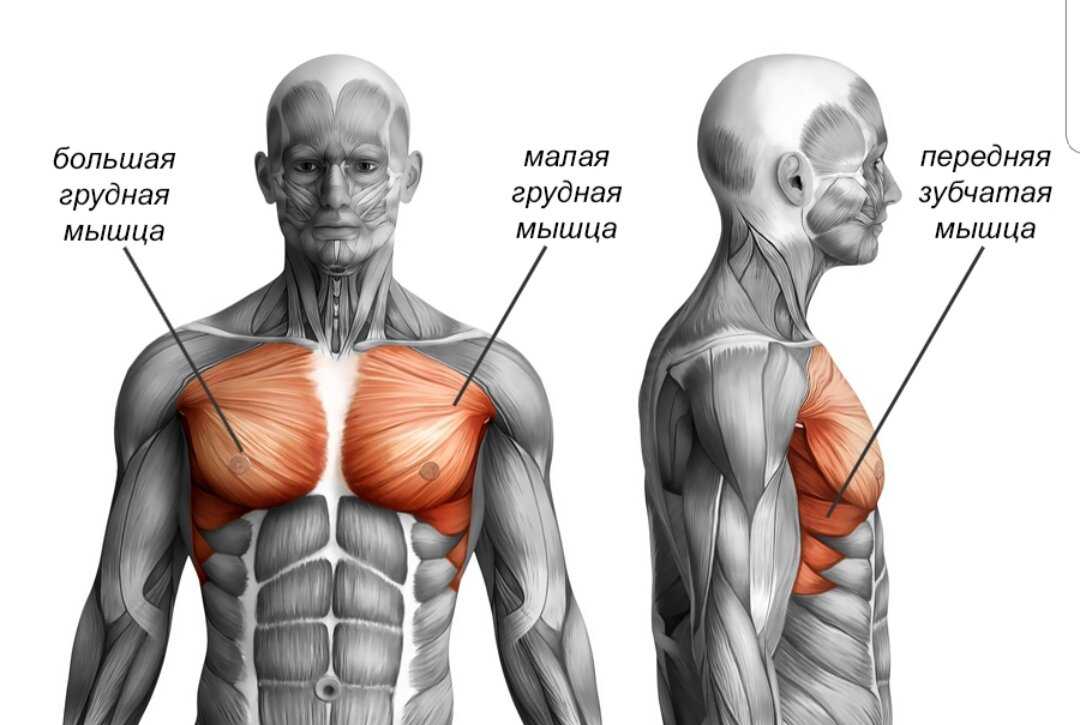 Лучшие изолирующие упражнения для грудных мышц с подробной техникой и акцентом нагрузки Рекомендации по внедрению в тренировку