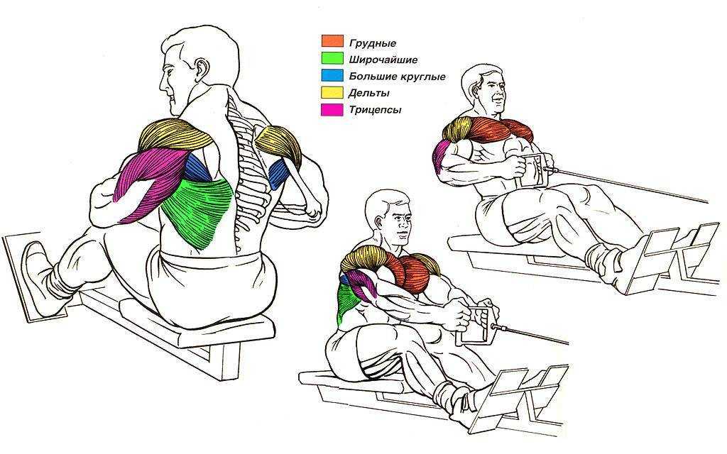 Тяга горизонтального (нижнего) блока — развиваем мышцы спины |