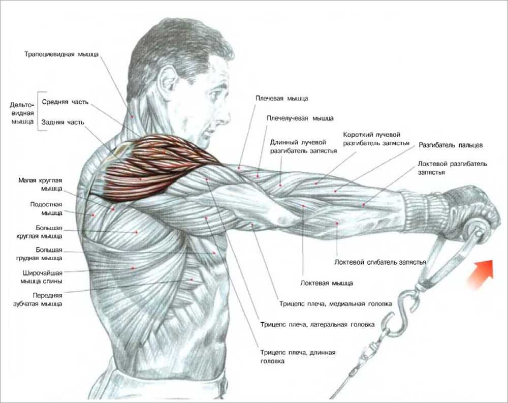 Анатомия и строение мышц плеч    
анатомия и строение мышц плеч