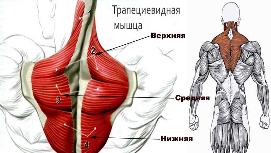 Трапециевидная мышца спины: функции, анатомия, как накачать трапецию
