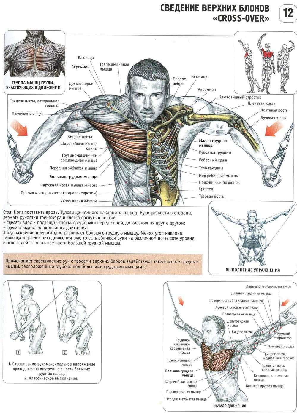 Упражнения для мышц груди