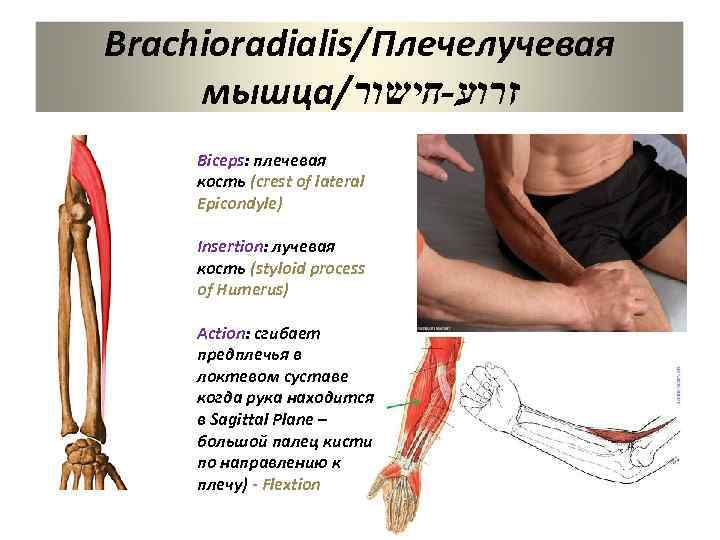 Плечевой пояс: анатомия скелета и суставов плечей и рук, особенности строения, функции