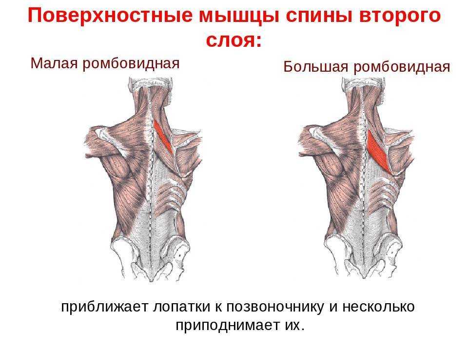 Ромбовидная мышца: функции. большая и малая ромбовидные мышцы спины :: syl.ru