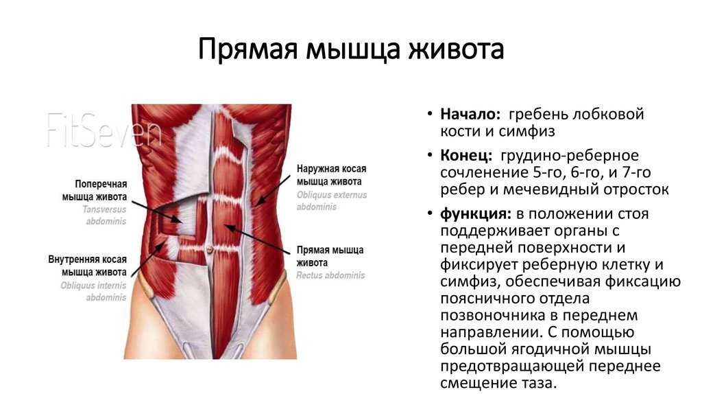Анатомия мышц живота: строение, функции, упражнения для развития мышц живота - всё о тренировках