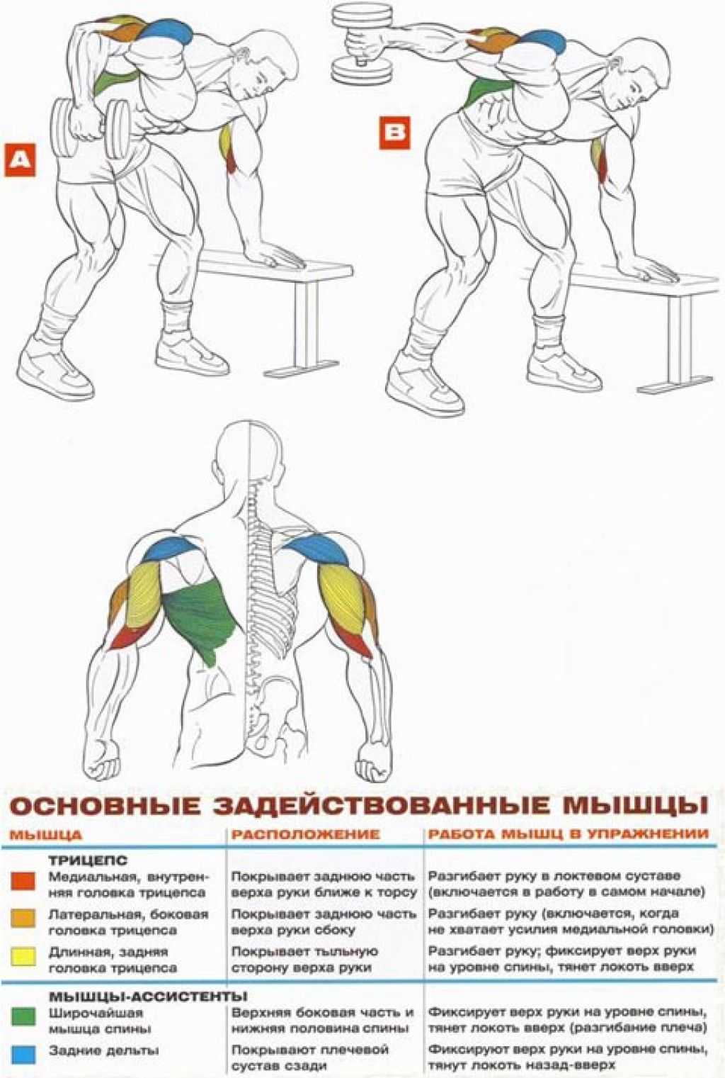 Анатомия трехглавой мышцы (трицепса) человека – информация: