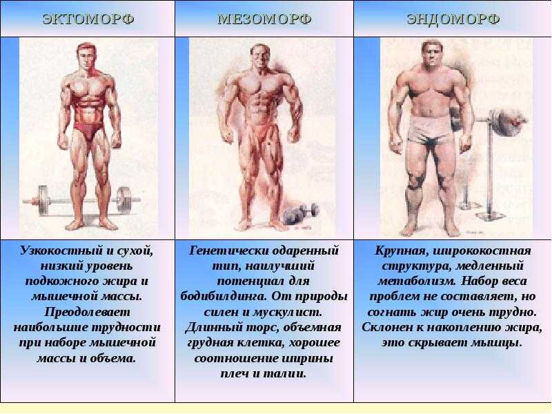 Программа тренировок для каждого типа телосложения - цикл из 2-х заметок из которого Вы узнаете, как следует правильно заниматься в зале из типа фигуры