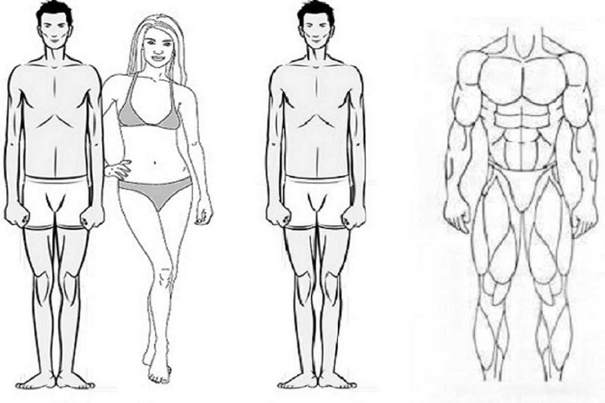 Определение типа телосложения — тест на соматотип
