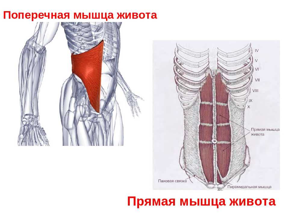 Анатомия стретчинга в картинках: упражнения для мышц корпуса