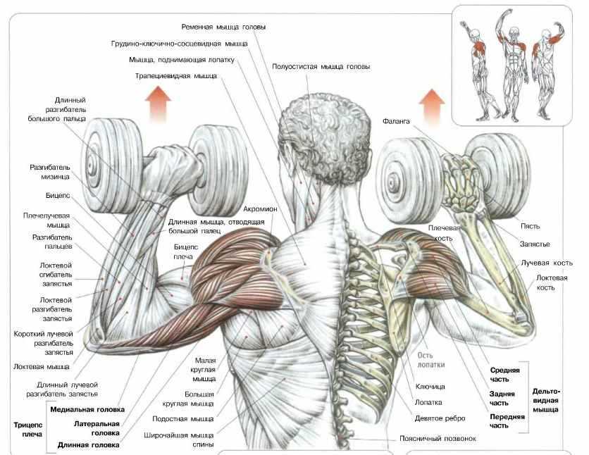 Биомеханика плеча | kinesiopro
