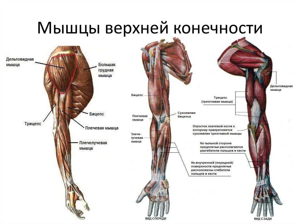 Основные мышцы рук – анатомия, как называются, функции и описание каждой мышцы руки человека Список лучших упражнений для рук