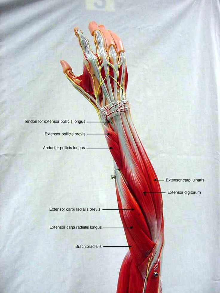 Анатомия мышц предплечья человека – информация:
