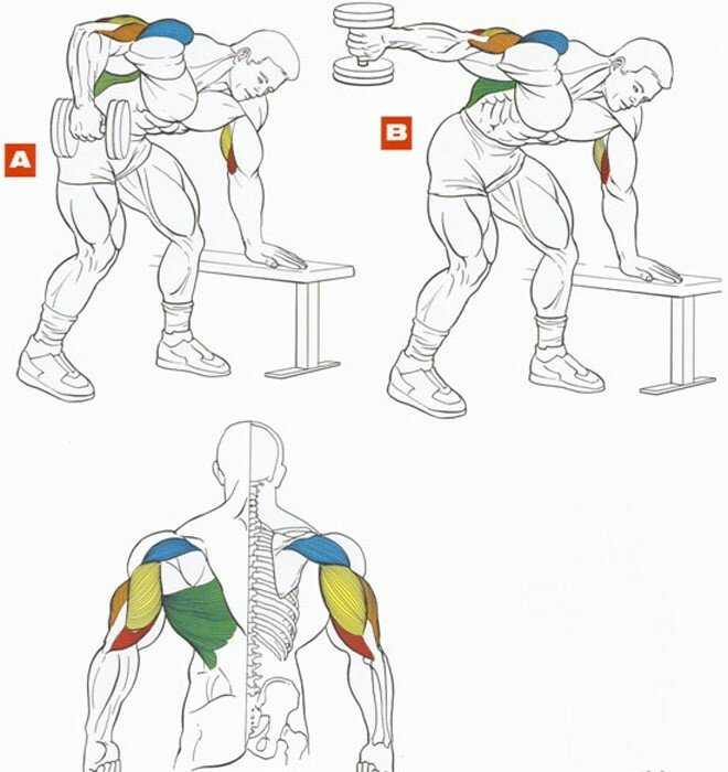 Лучшие упражнения для мышц рук для тренировки бицепса и трицепса в зале
