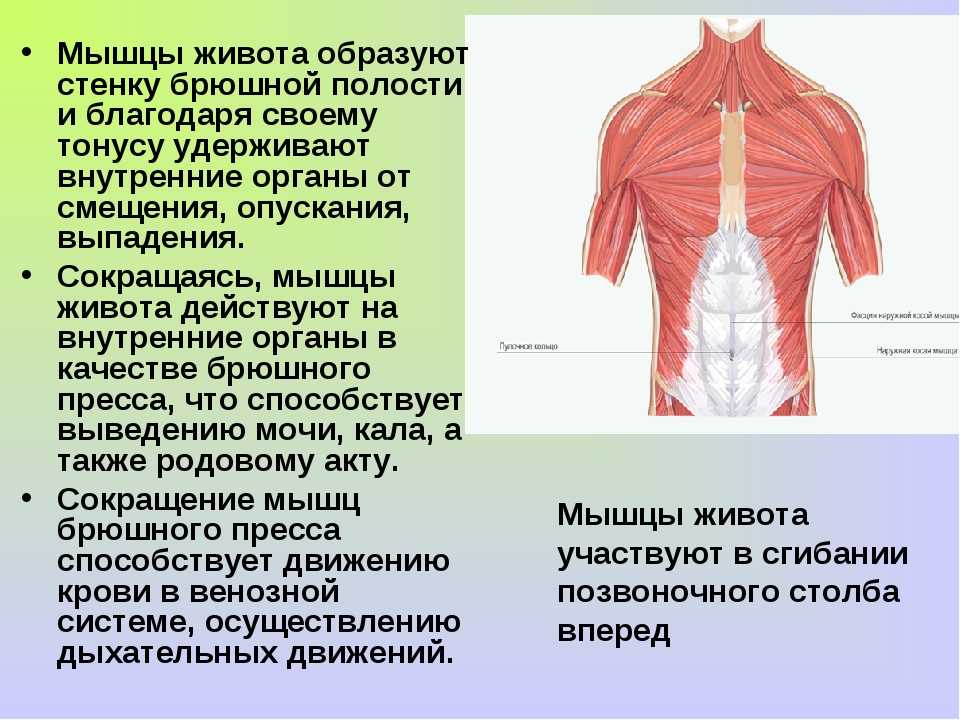Анатомия и строение мышц живота    
анатомия и строение мышц живота