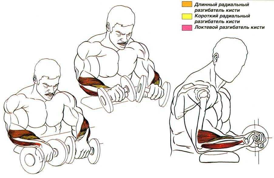 Тренировка рук на массу и рельеф для мужчин: 8 недельная программа специализации на руки в тренажерном зале