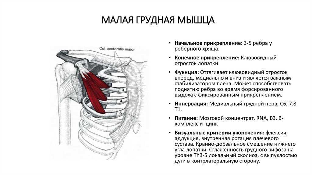 Малая грудная мышца где находится фото