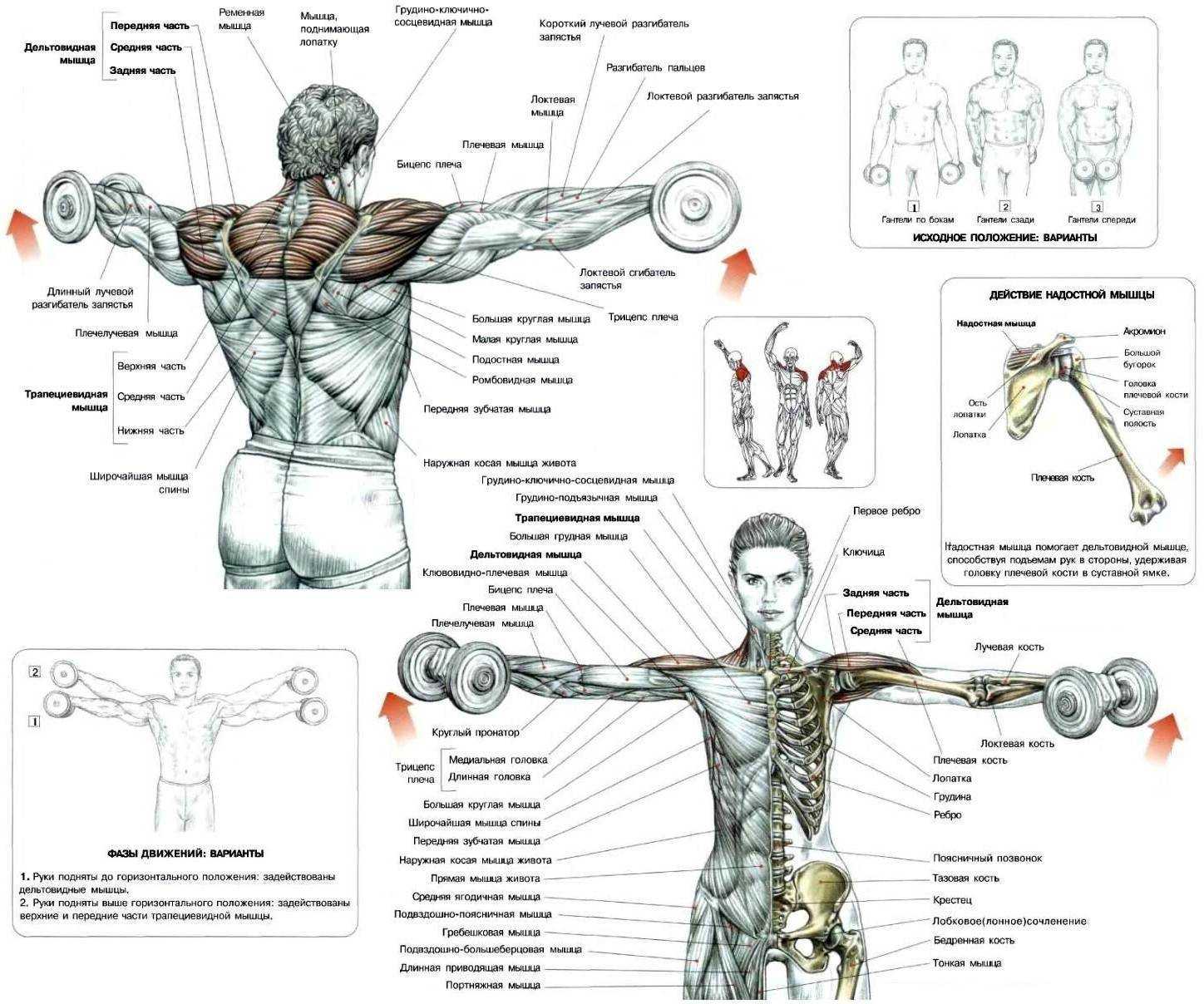 Мышцы плеча человека | анатомия мышц плеча, строение, функции, картинки на eurolab