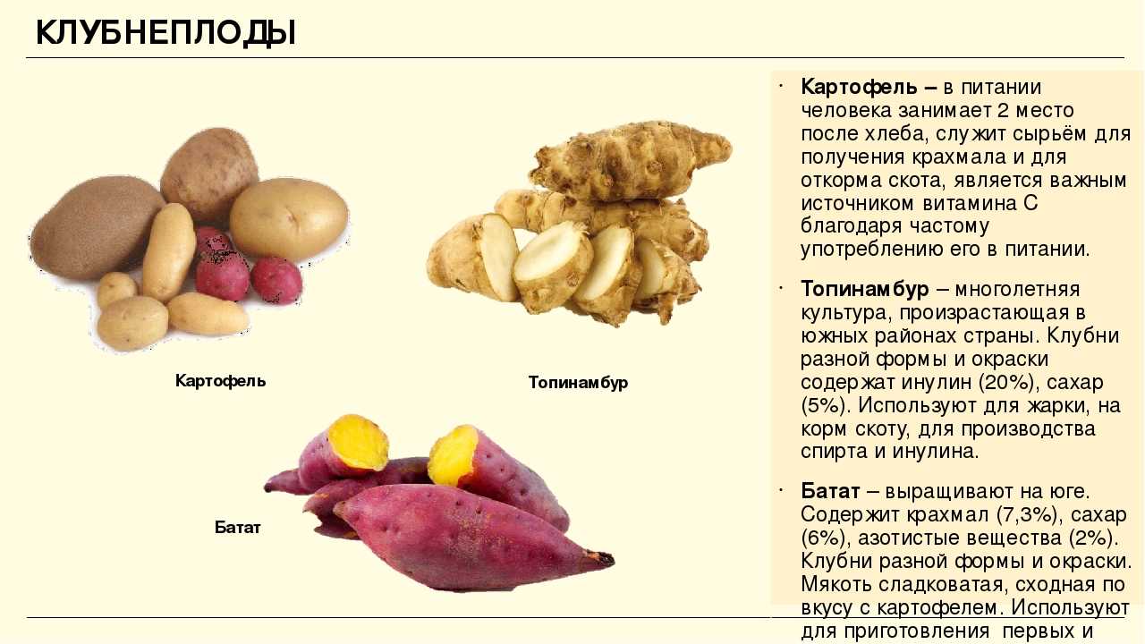 Какой химический картофеля. Клубнеплоды список овощей. Таблица корнеплоды и клубнеплоды. Корнеплоды и клубнеплоды классификация. Клубнеплоды, классификация, картофель.