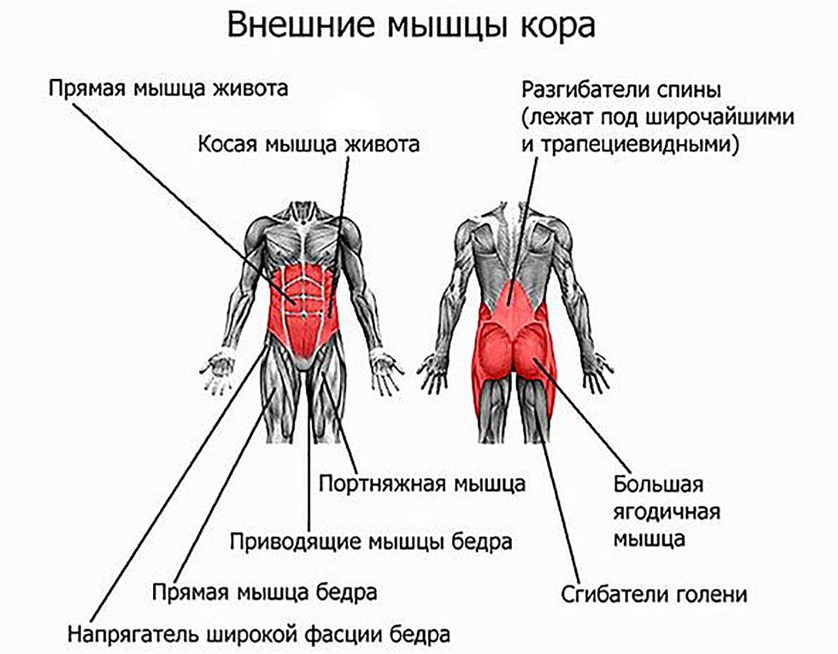 Какие мышцы качаются при беге. Мышцы стабилизаторы поясничного отдела позвоночника.