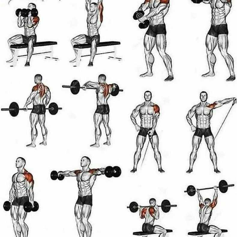 Как накачать плечи - заметка из 2-х частей из которой Вы узнаете, как увеличить плечи и сделать их более рельефными Анатомия, упражнения, программа