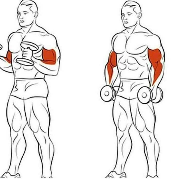 Топ-16 лучших упражнений на растяжку рук и плеч (фото)