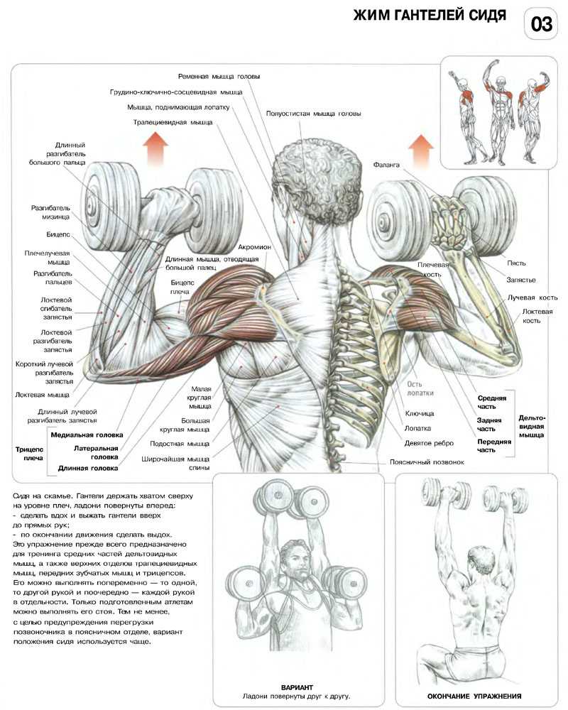 Стратегии изменения упражнений для предотвращения боли и тренировки при боли в плече | fpa