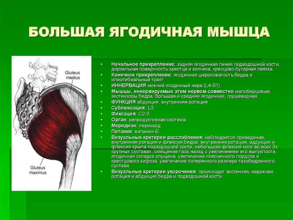 Лечебная физкультура (лфк) при синдроме грушевидной мышцы