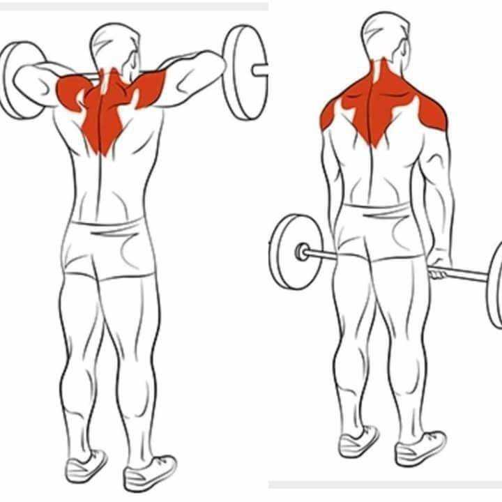 Мышцы плечевого пояса: таблица строения, анатомия и упражнения