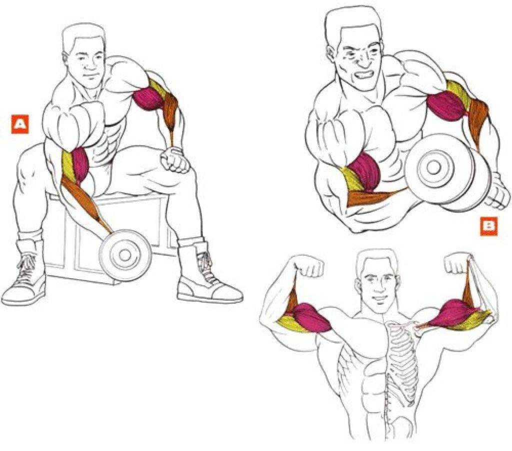 Как правильно тренировать внешний пучок бицепса 5 лучших упражнений для проработки длинной головки двуглавой мышцы плеча