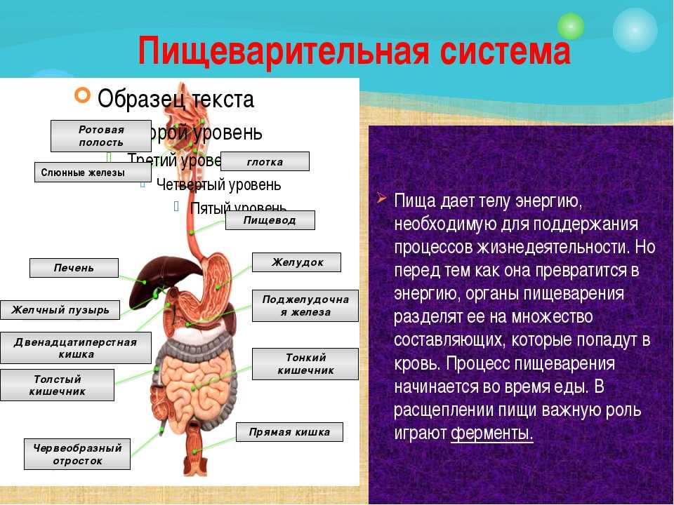 Пищеварительная система состоит из органов. Пищеварительная система органов состоит 3 класс. Организм человека презентация. Презентация на тему организм человека. Окружающий мир органы пищеварения.