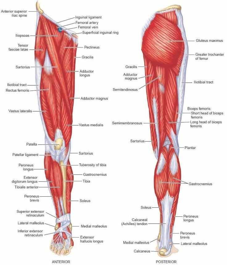 Анатомия мышц ног. качаемся правильно.