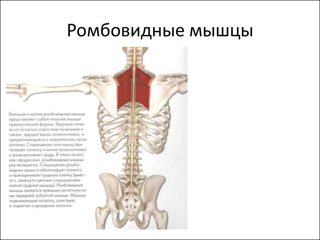 Ромбовидная мышца спины
