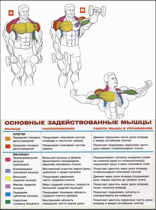 Подъём гантелей перед собой: техника выполнения и варианты упражнения | rulebody.ru — правила тела