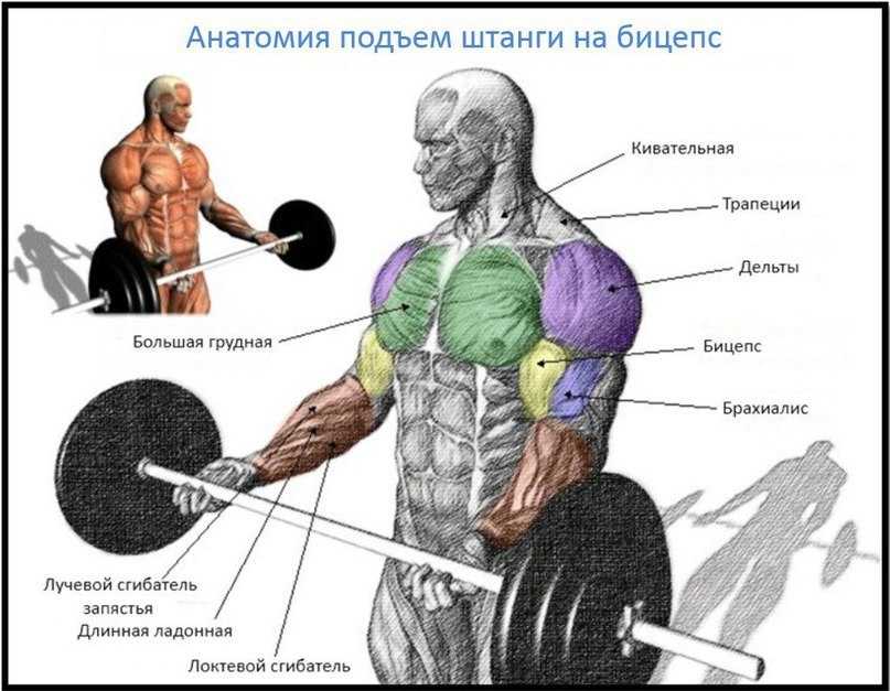Армейский жим стоя: какие мышцы работают и техника выполнения | irksportmol.ru