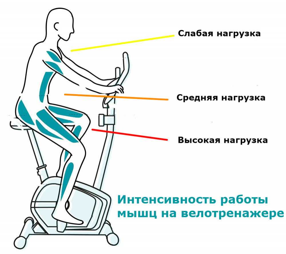 Велотренажер - какие мышцы работают