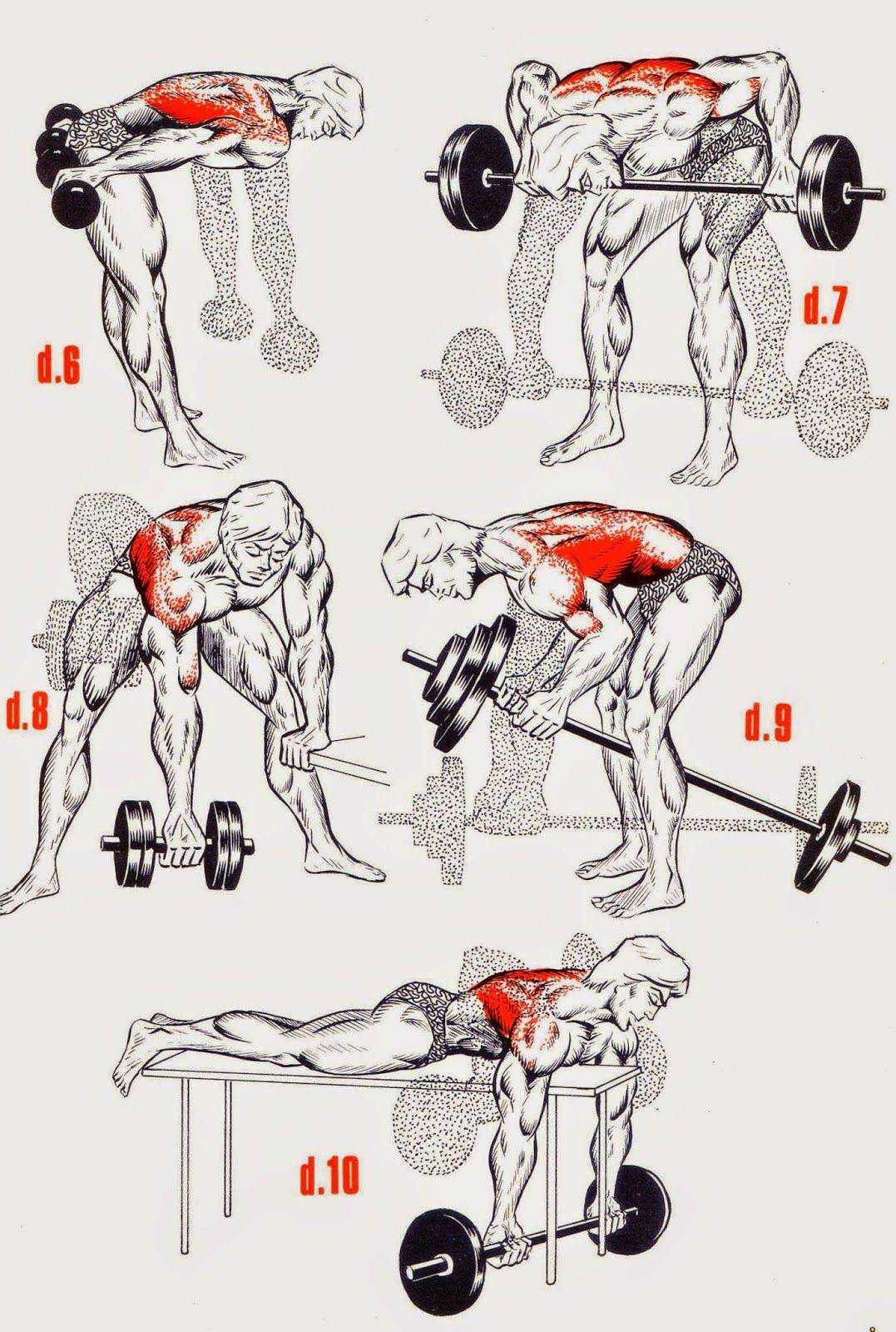 Тренировка мышц спины с гантелями: основные упражнения, принципы и особенности | rulebody.ru — правила тела