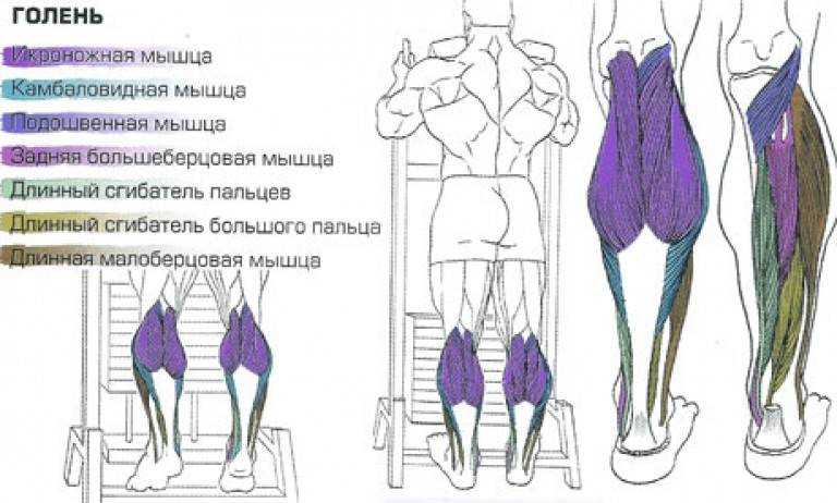Подъемы на носки сидя - правильная техника выполнения, практические рекомендации, анатомия трехглавой мышцы ног и правила выполнения подъемов на носки сидя